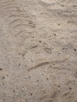 footprints