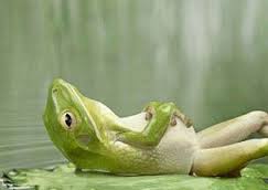 relaxed frog