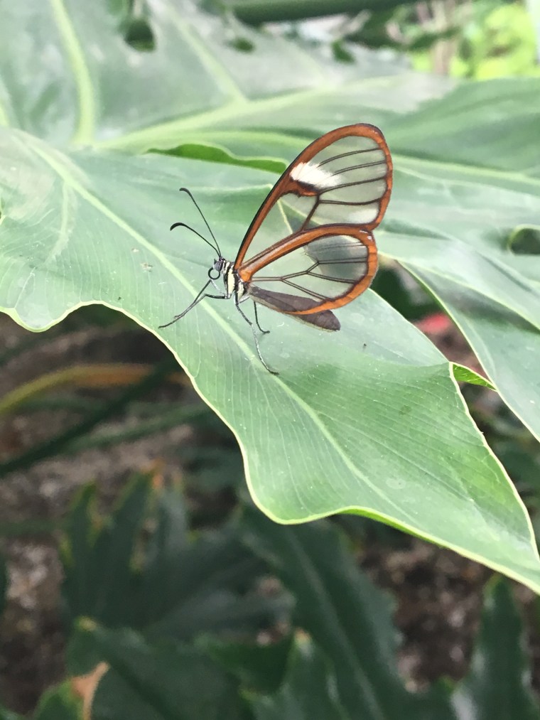 Glass Wing Butterfly the smallest and strongest of it's kind